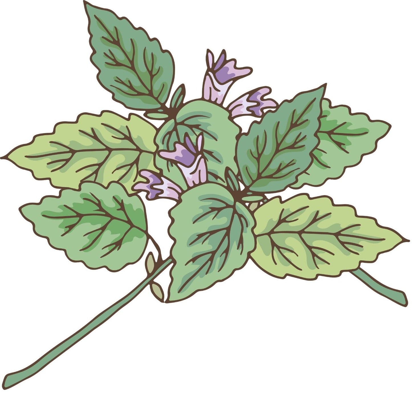 CATNIP Leaf & Flower Cut & Sifted Organic Herb Natural Plant-base 28.3g / 1 oz