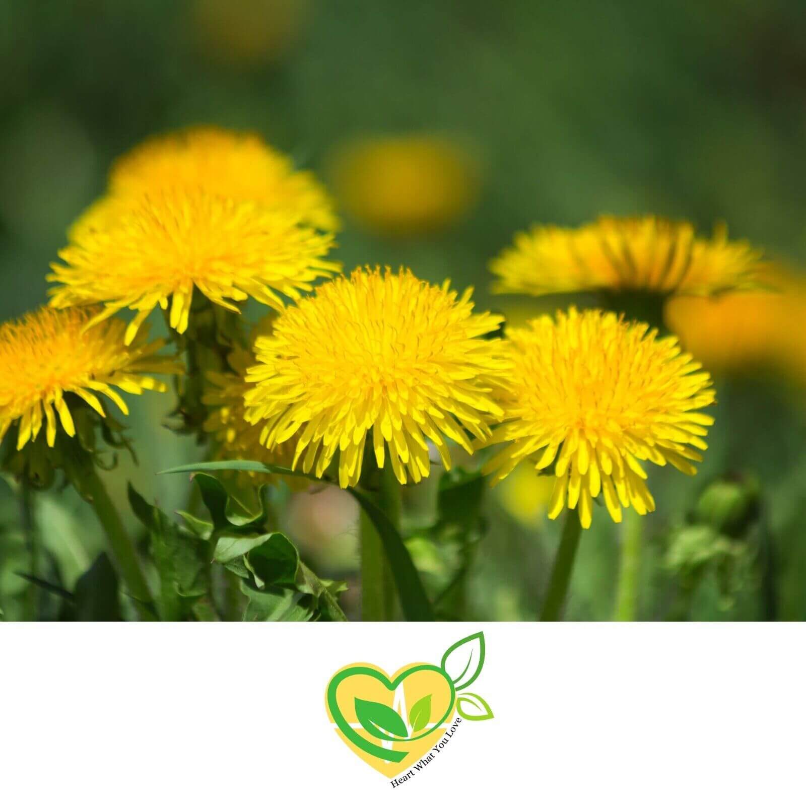 Dandelion Leaf Organic Herb 28.3g, Natural, Cut & Sifted, Kosher Certified 1 OZ Bag"