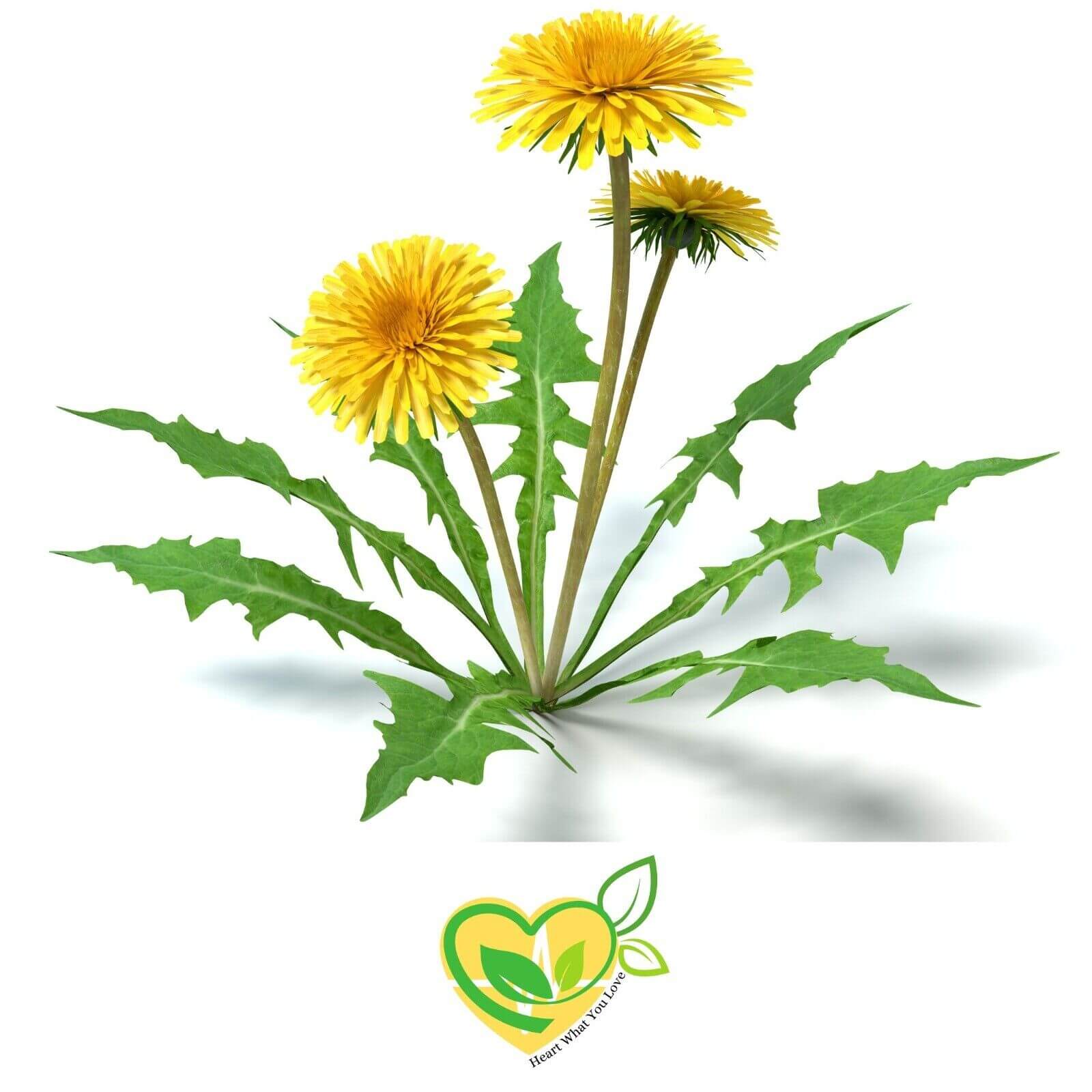 Organic Dandelion Leaf, 28.3g, Cut & Sifted, Kosher Certified 1 OZ Bag