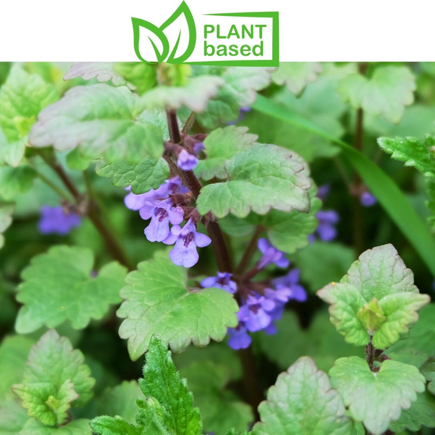 CATNIP Leaf & Flower Cut & Sifted Organic Herb Natural Plant-base 28.3g / 1 oz