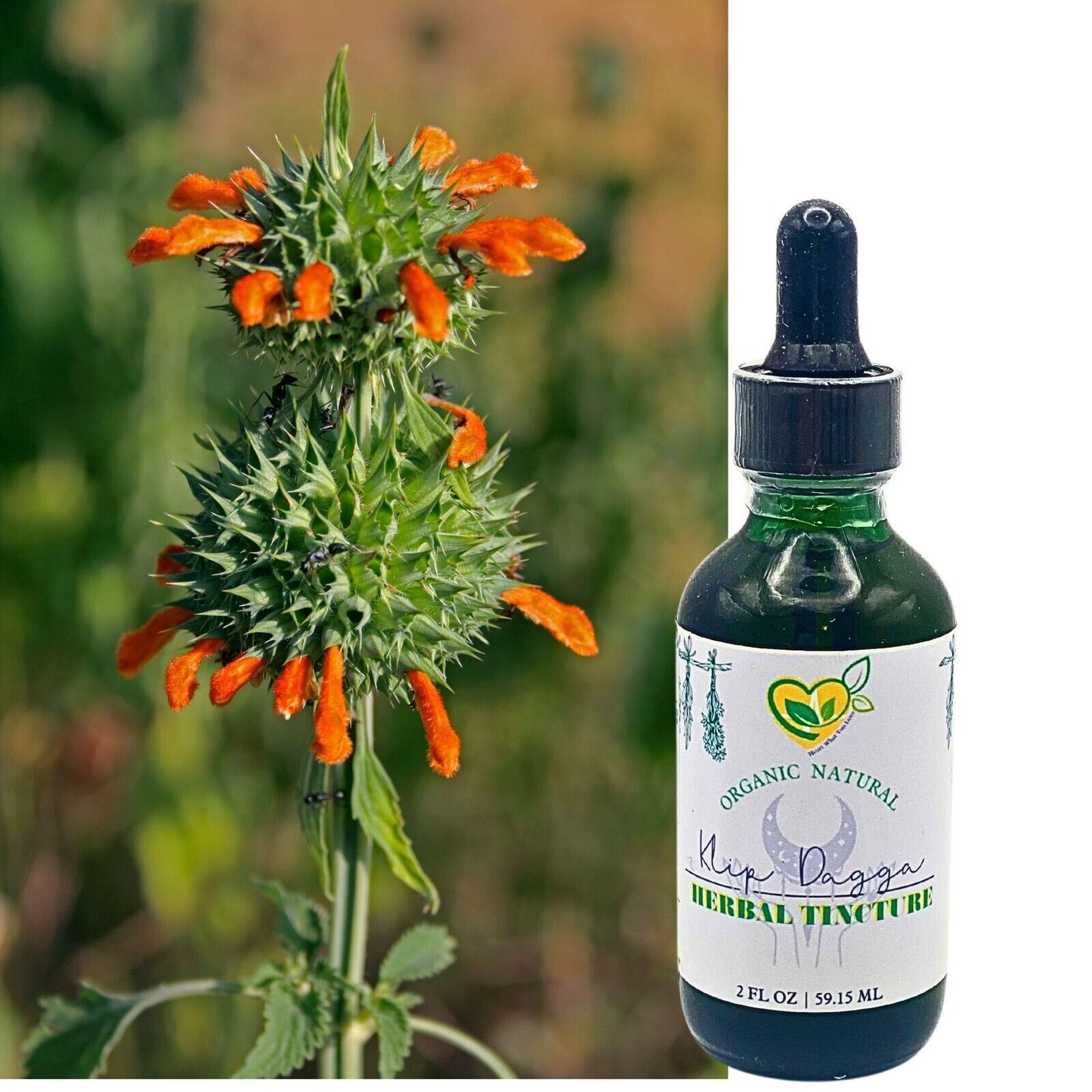 Lions Ear Tincture Organic Liquid Herbal Drops 2 oz Pain Relax Dream Breath Aid