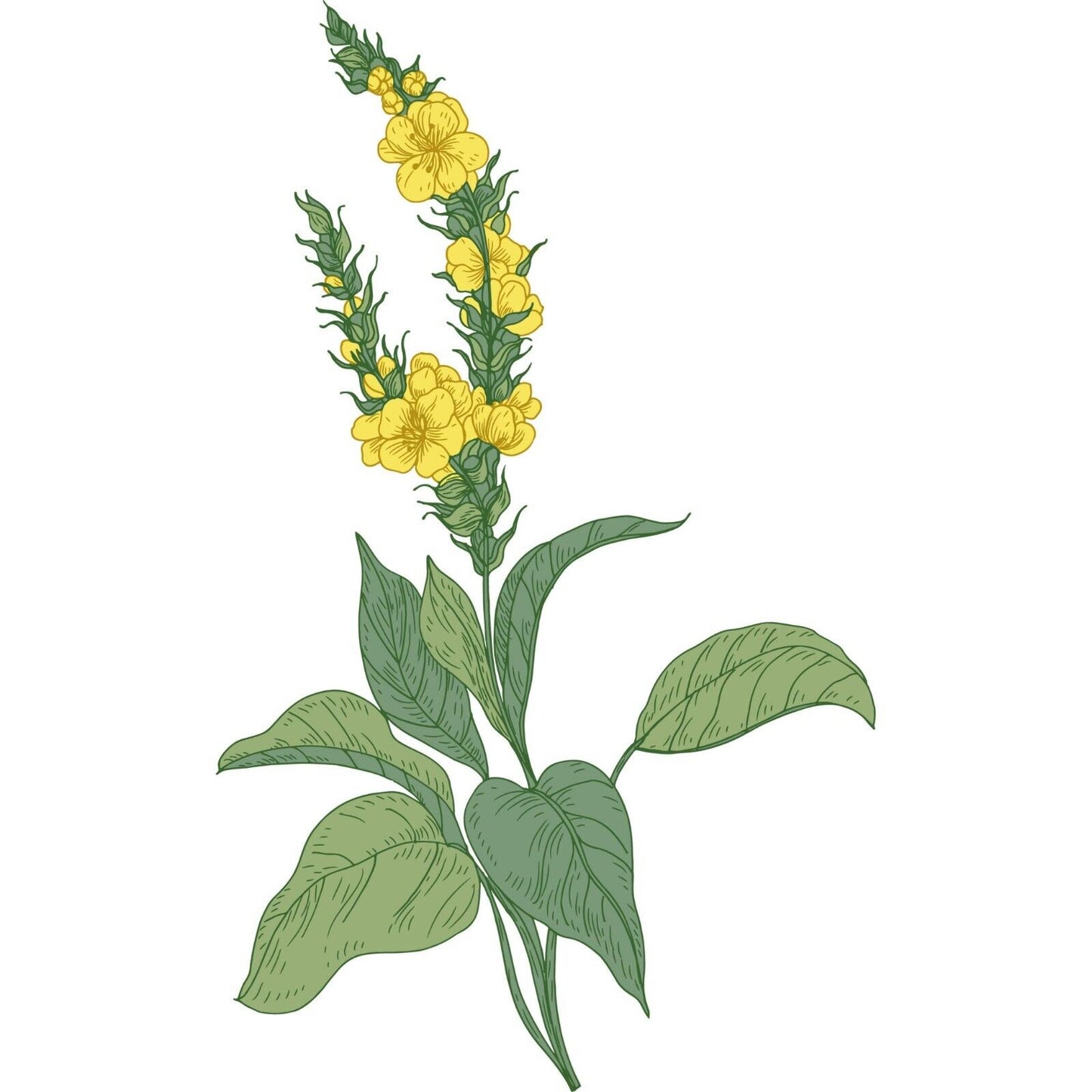 "Mullein Leaf Organic Whole Herb 28.3g - Natural Remedy for Lungs & Respiratory Health"