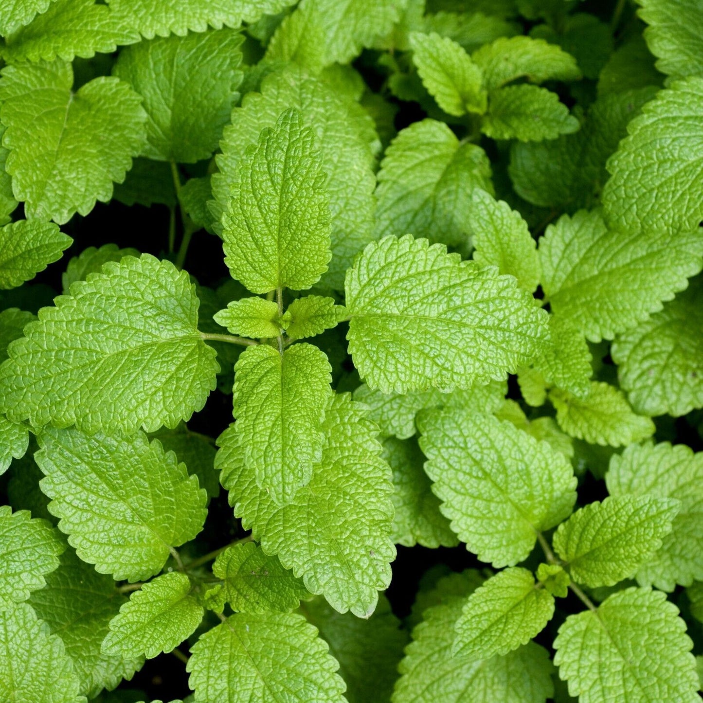 Lemon Balm Cut & Sifted USDA Certified Organic Natural 28.3g 1 OZ Herb Calm Bag