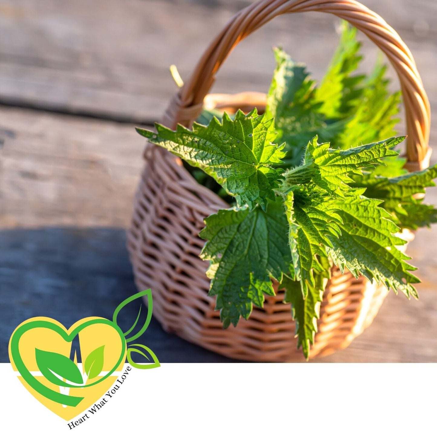 Certified Organic Stinging Nettle Leaf – 1 oz (28.3g) Kosher & All-Natural Herb
