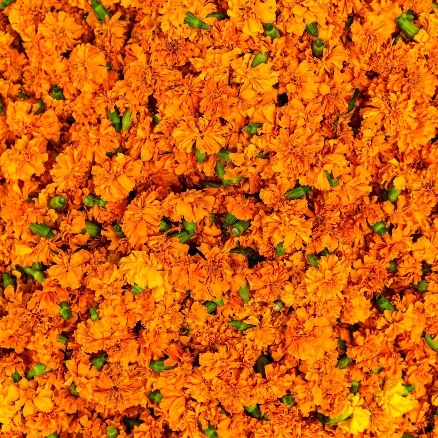 Calendula Marigold Cut & Sifted Organic Dry Herb Natural 28.3g 1 OZ Orange