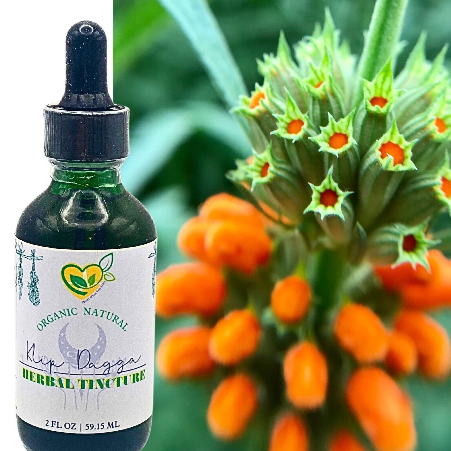 Lions Ear Tincture Organic Liquid Herbal Drops 2 oz Pain Relax Dream Breath Aid