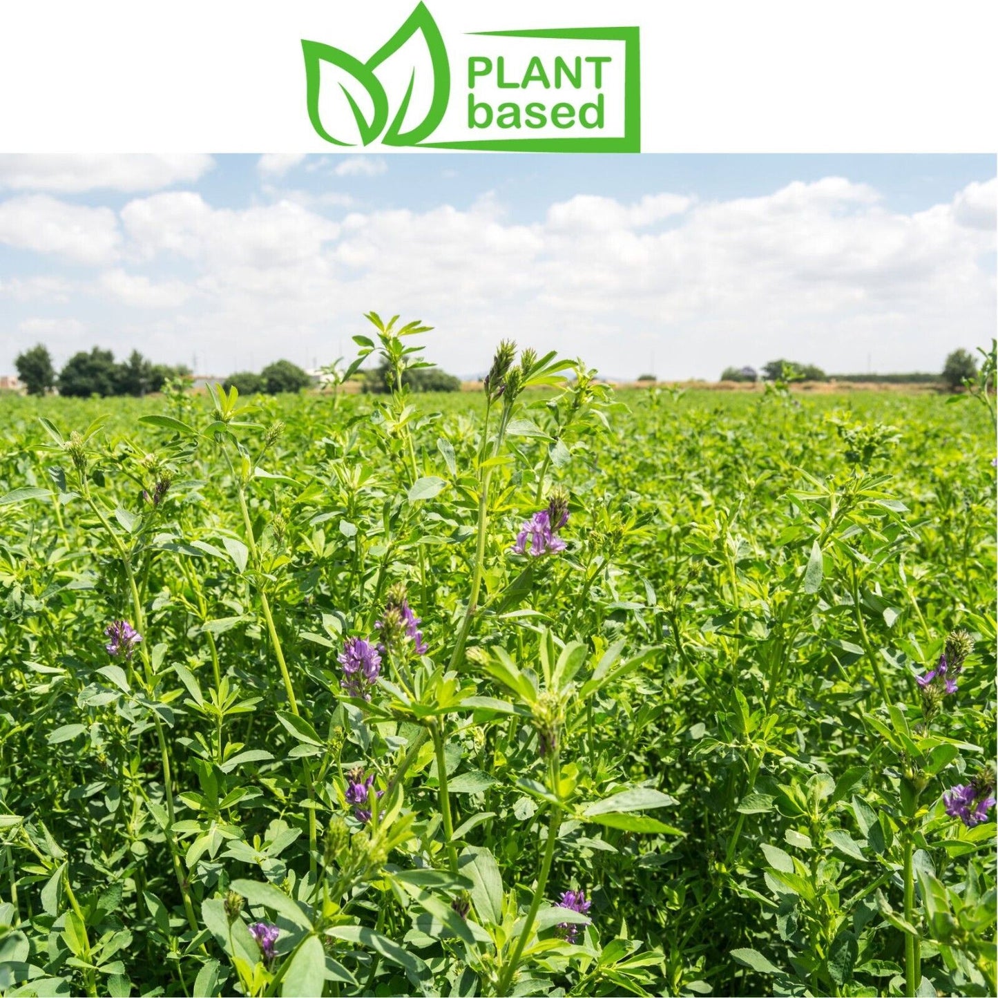 Alfalfa Leaf Cut & Sifted Organic Herb Natural Botanical Plant-base 28.3g / 1 oz