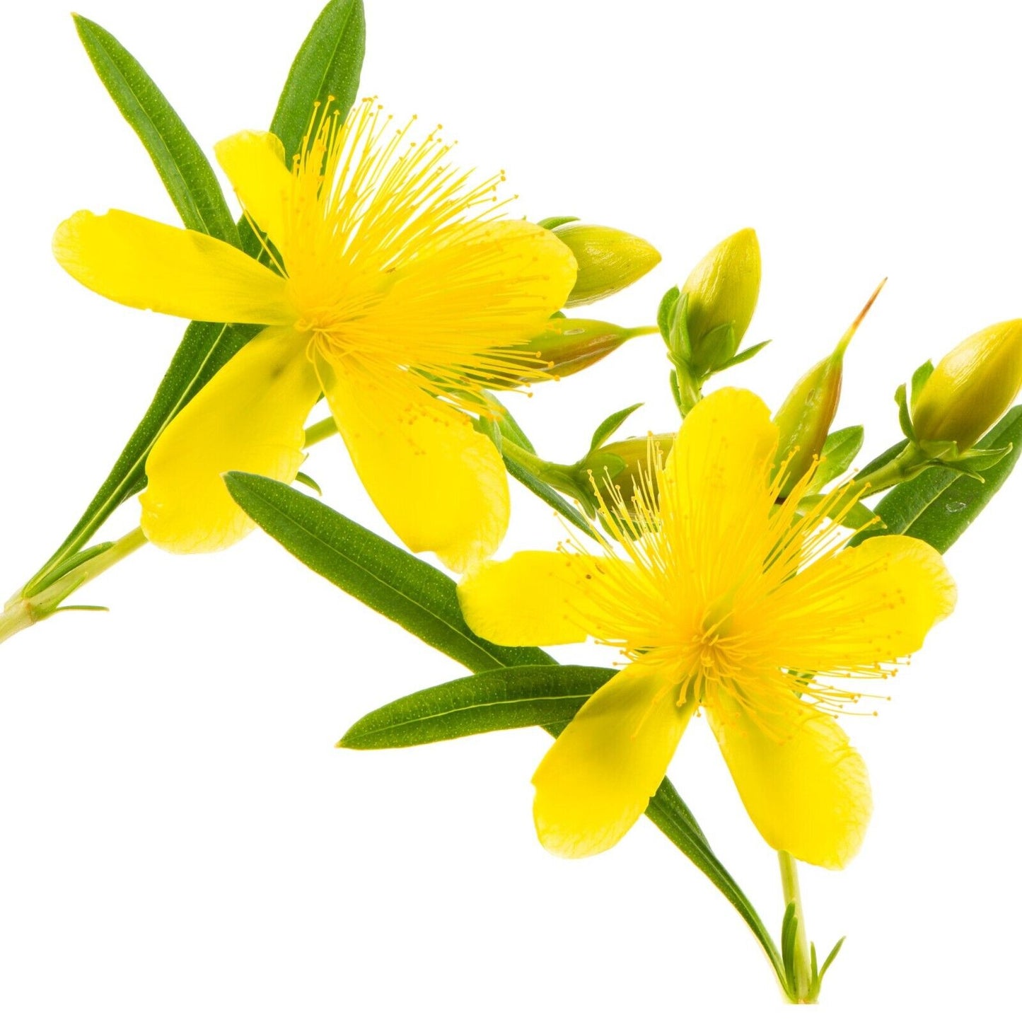 St Johns Wort Tincture Organic Liquid Herbal Drops 2 oz Natural Mood Sleep Aid