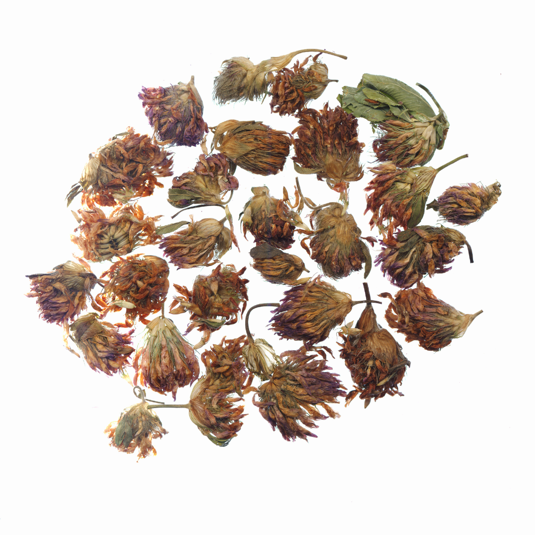 Red clover tops whole dried