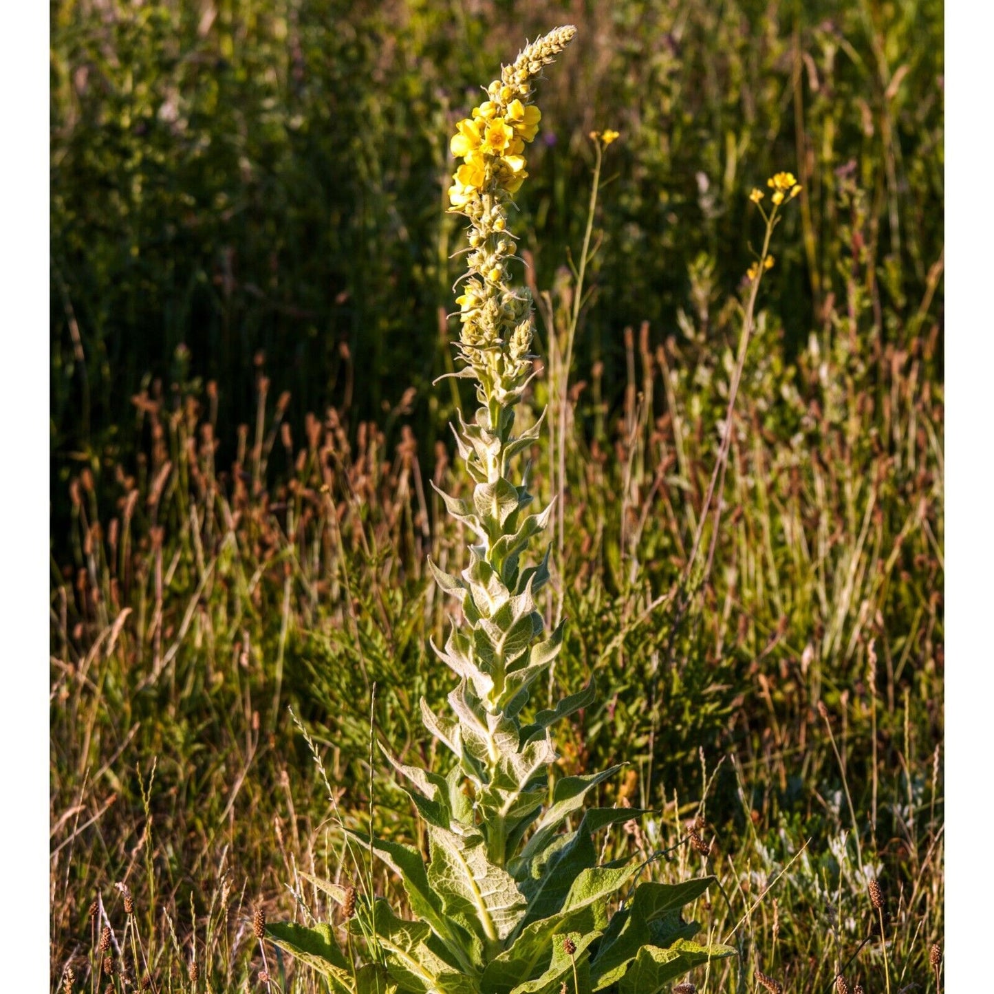 Organic Mullein Leaf Whole Herb 28.3g for Breath and Lung Wellness"