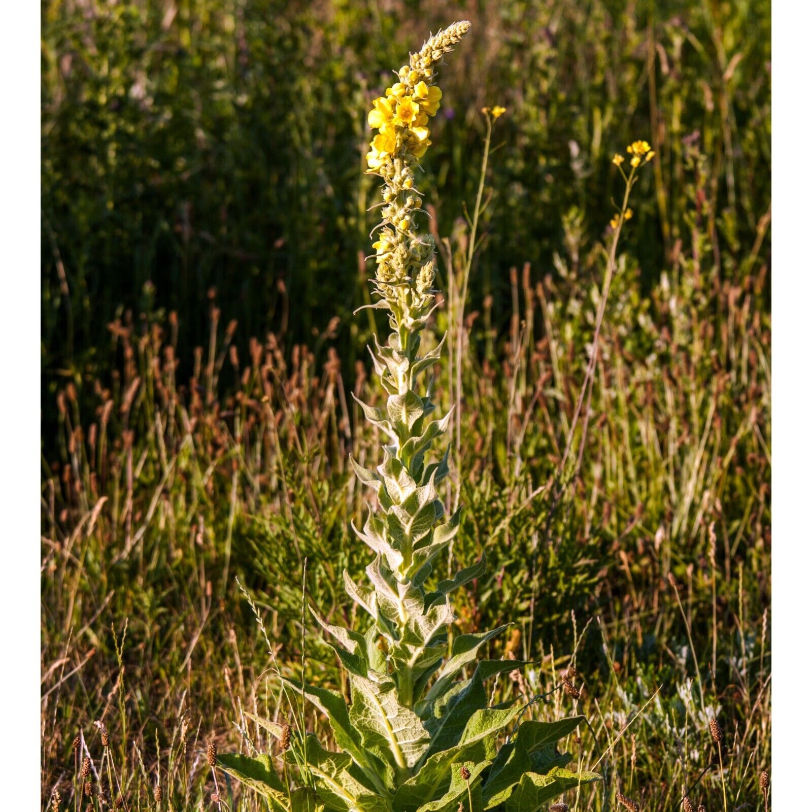 Organic Mullein Leaf Whole Herb 28.3g for Breath and Lung Wellness"