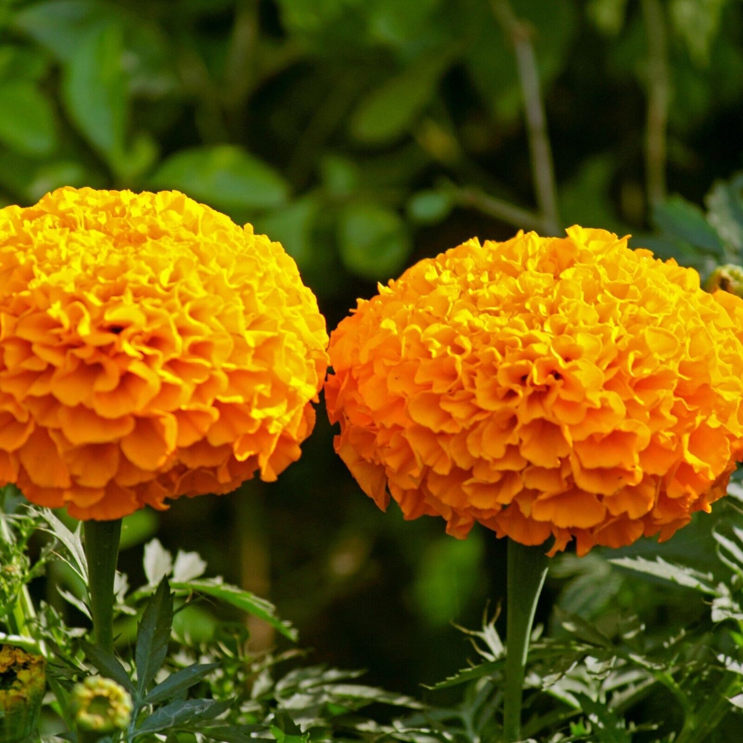 Calendula Marigold Cut & Sifted Organic Dry Herb Natural 28.3g 1 OZ Orange