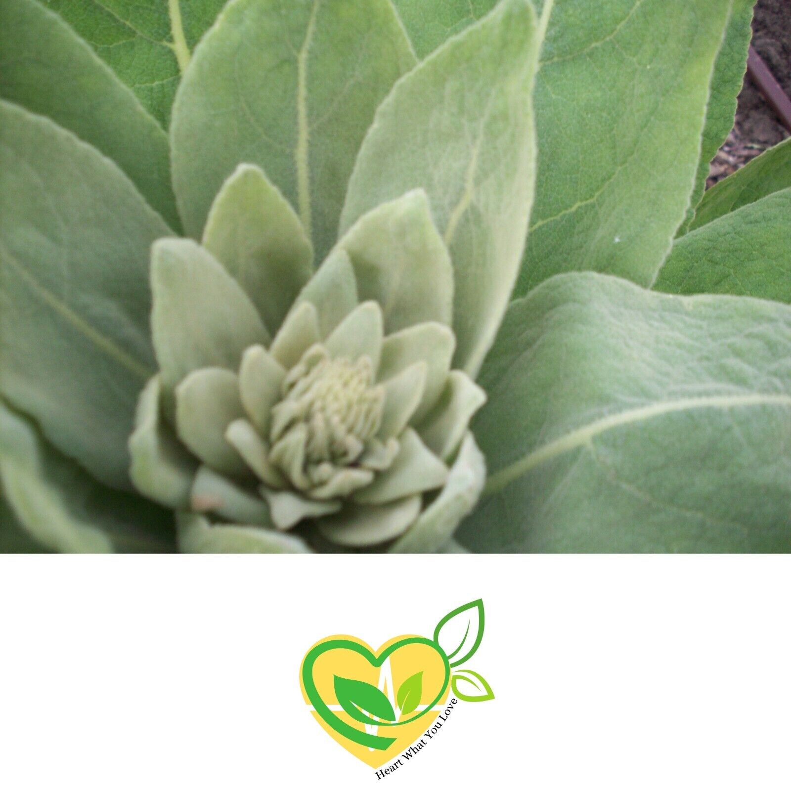 "Organic Mullein Leaf Whole Herb 28.3g for Breathing and Lung Support"