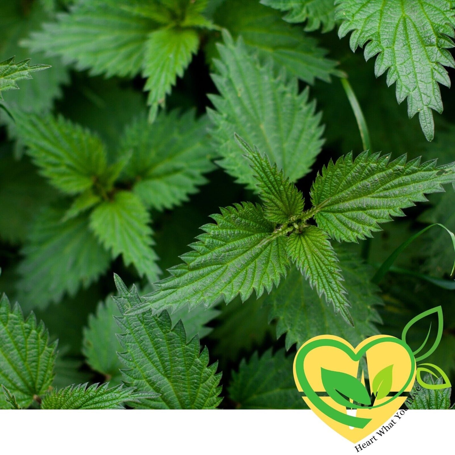 Certified Organic Stinging Nettle Leaf – 1 oz (28.3g) Kosher & All-Natural Herb