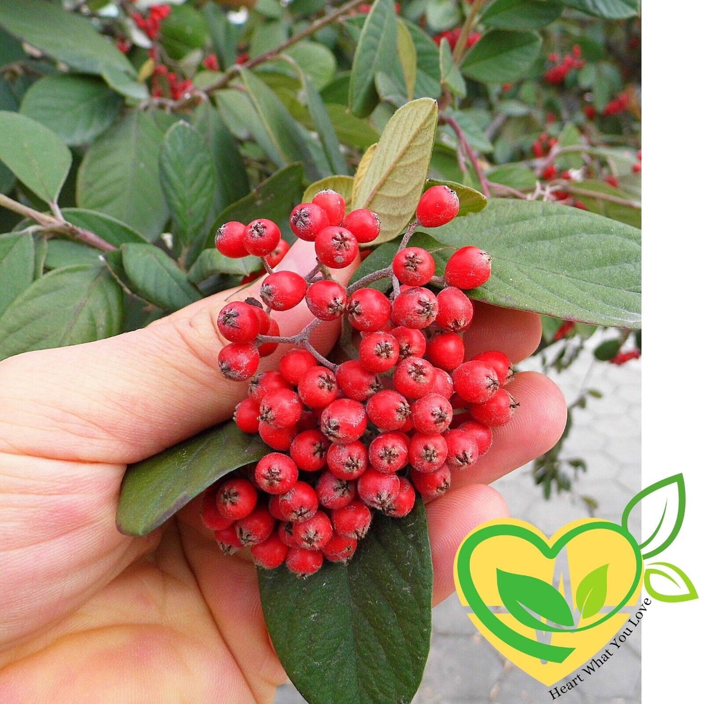 Hawthorn Berry Cut & Sifted Organic Herb Natural Herbal 28.3g 1 OZ Heart Health