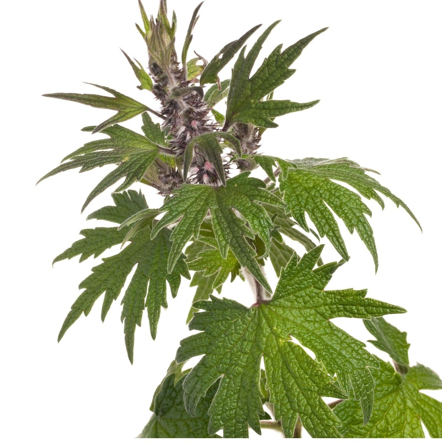 Motherwort Herb Cut & Sifted Organic Natural Herbal 28.3g 1 OZ For Tea, Culinary