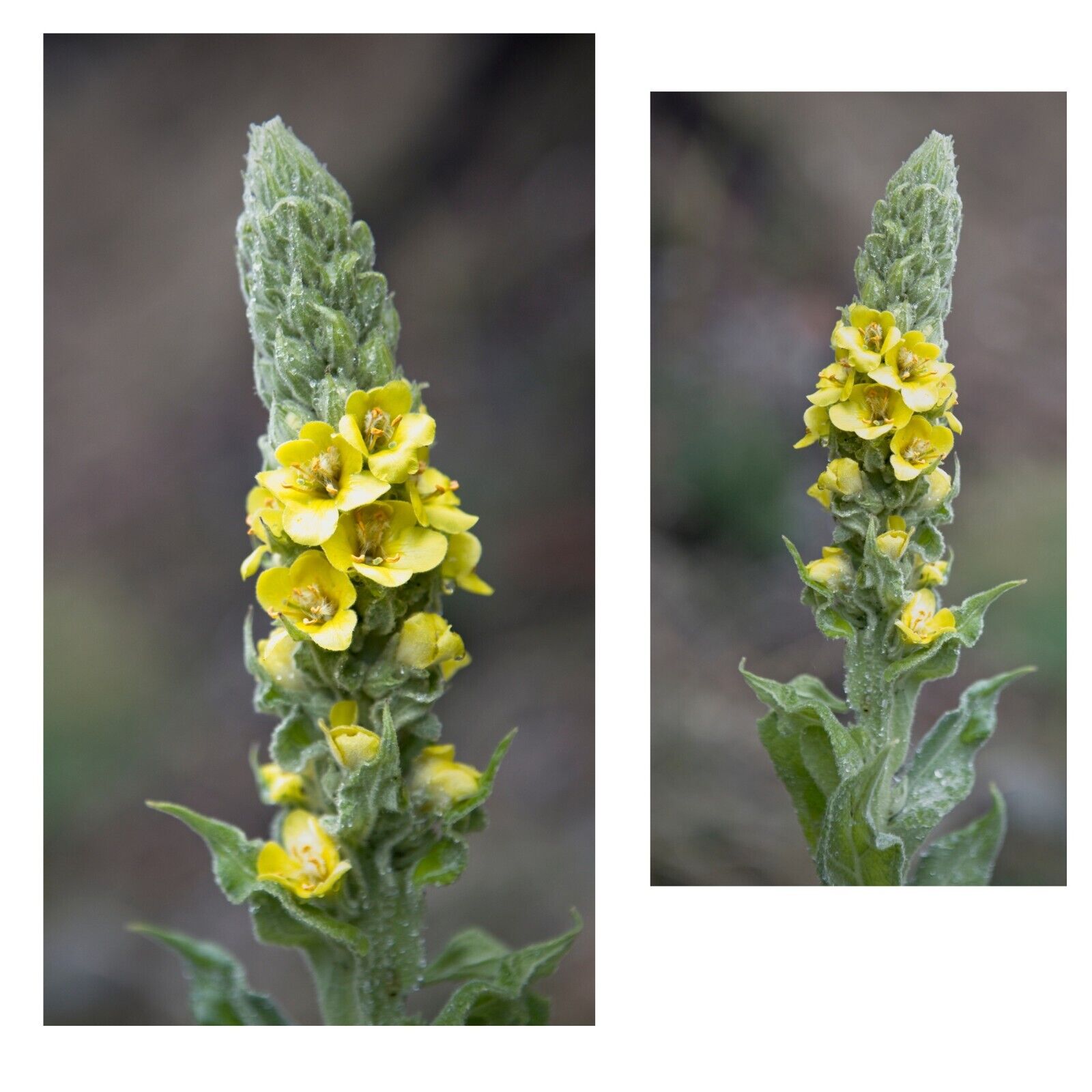 "Certified Organic Mullein Leaf Whole Herb 1 oz - Supports Respiratory Health"