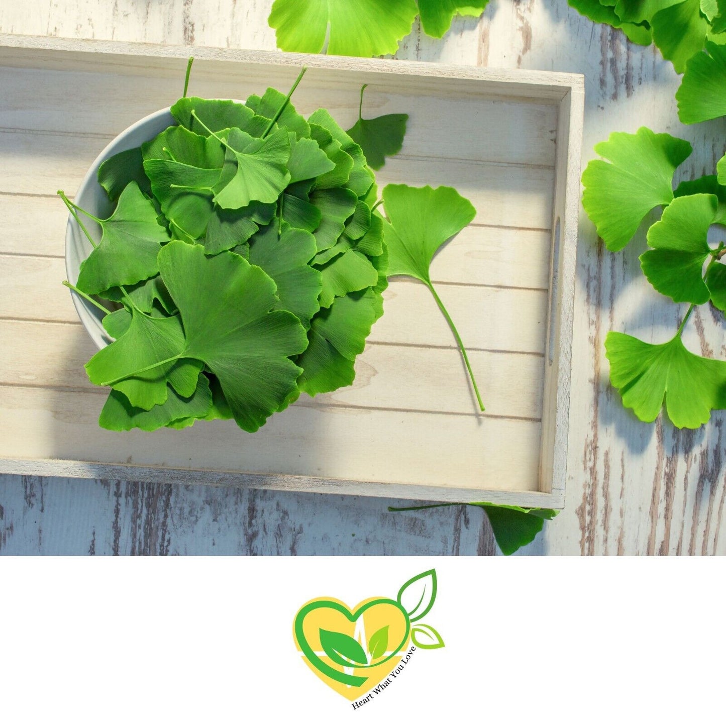 Ginkgo Leaf cut & sifted Ginkgo Biloba Organic Herb Natural 28.3g 1 OZ Memory