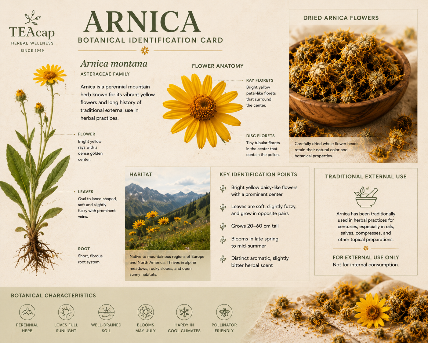 Arnica Flowers Whole or Powder | Arnica montana | 1 oz, 4 oz, 8 oz