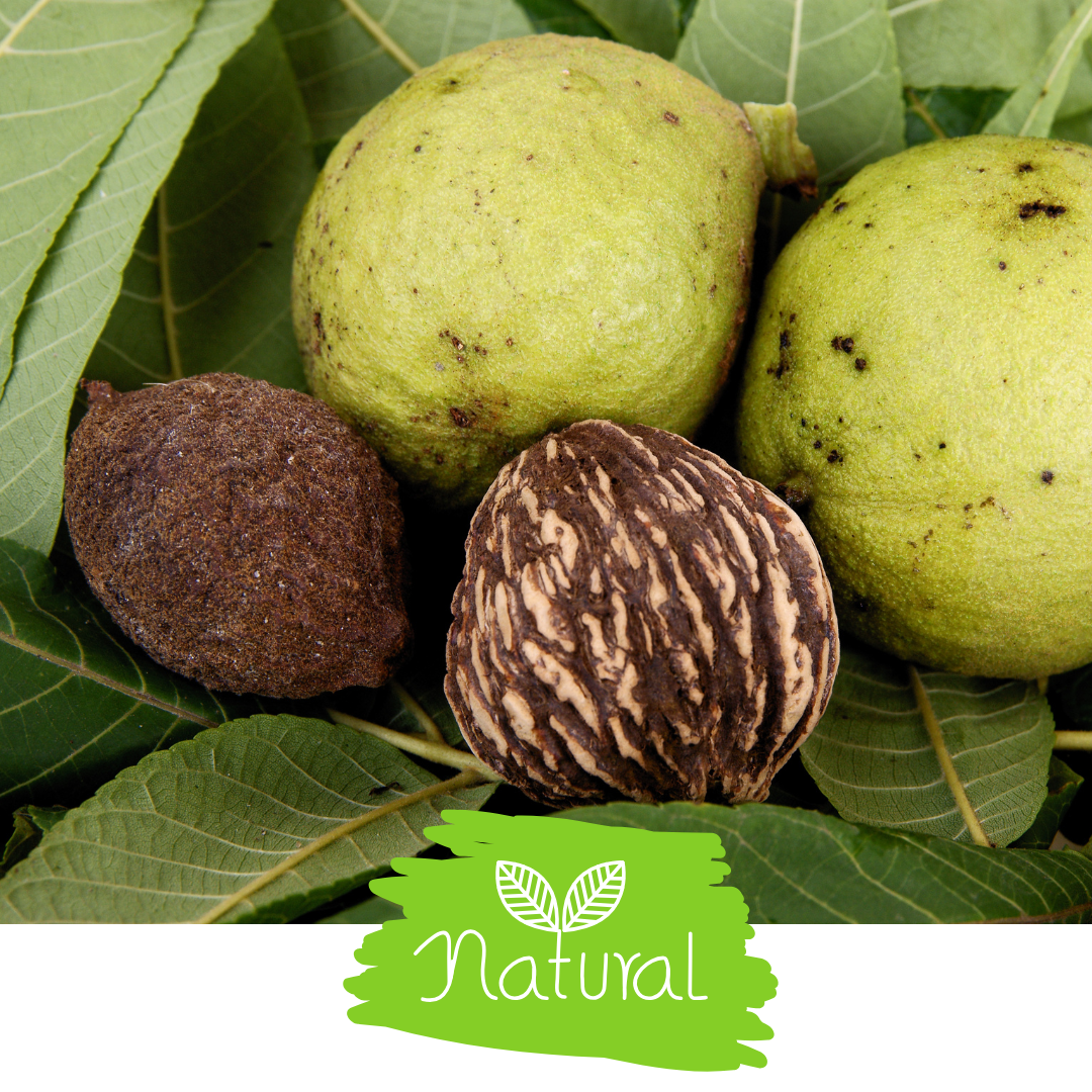 Black Walnut Hull – Cut & Sifted Herb | Organic Natural Parasite Detox | 1 oz/4 oz/8 oz