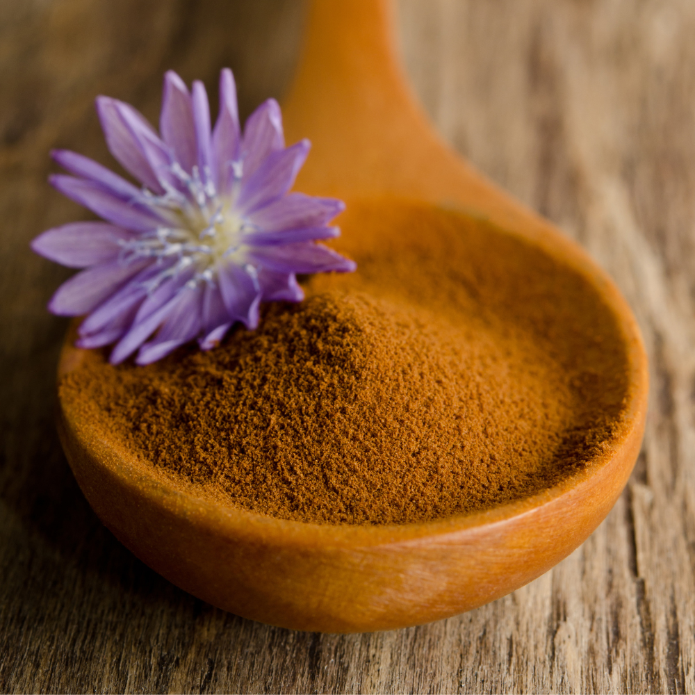 Chicory Root Powder (Cichorium intybus)