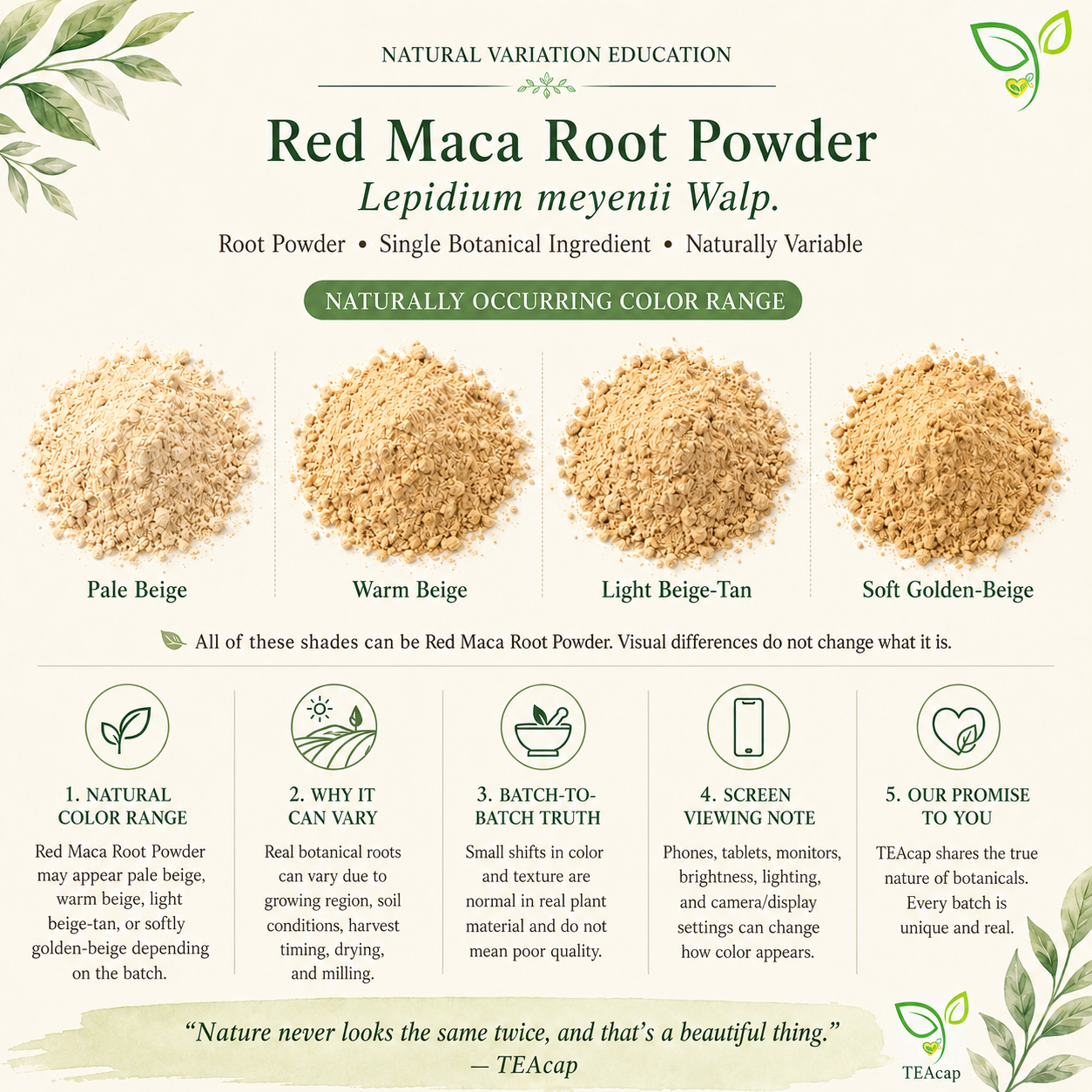 Red Maca Root Powder | Lepidium meyenii | Peruvian Botanical Powder