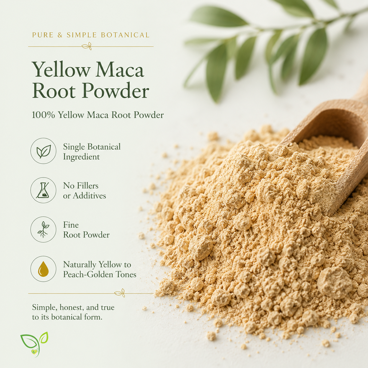 Yellow Maca Root Powder | Lepidium meyenii | Peruvian Botanical Powder