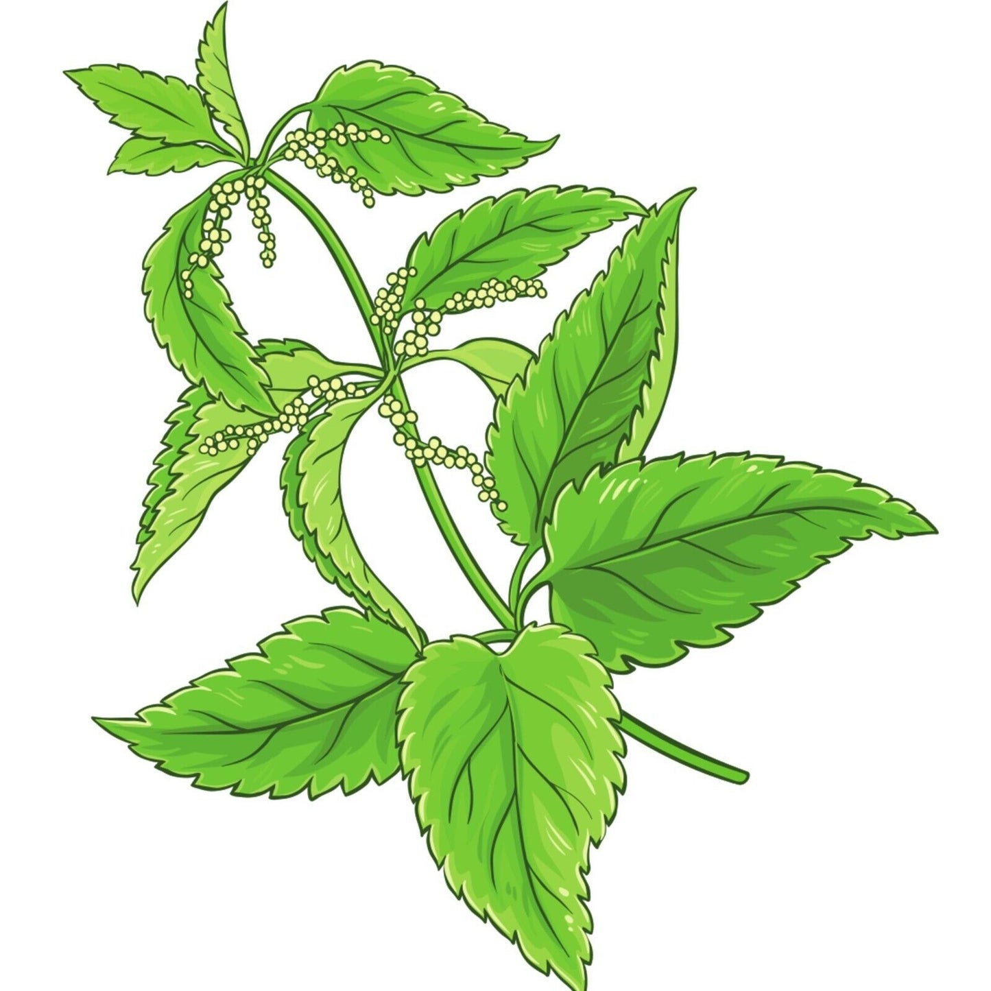 Certified Organic Stinging Nettle Leaf – 1 oz (28.3g) Kosher & All-Natural Herb