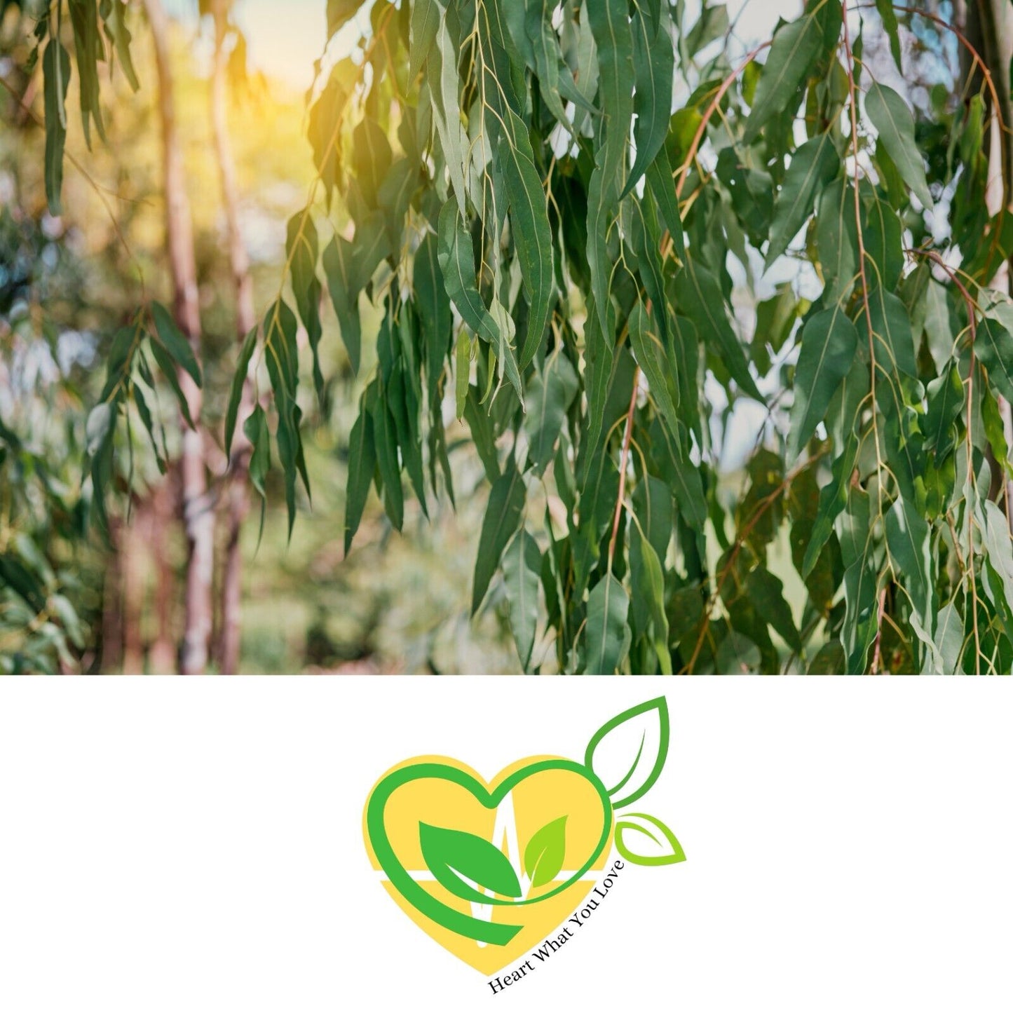Eucalyptus Leaf Herb Natural Organic Dried Cut Kosher 28.3g | 1 OZ Botanical Aid