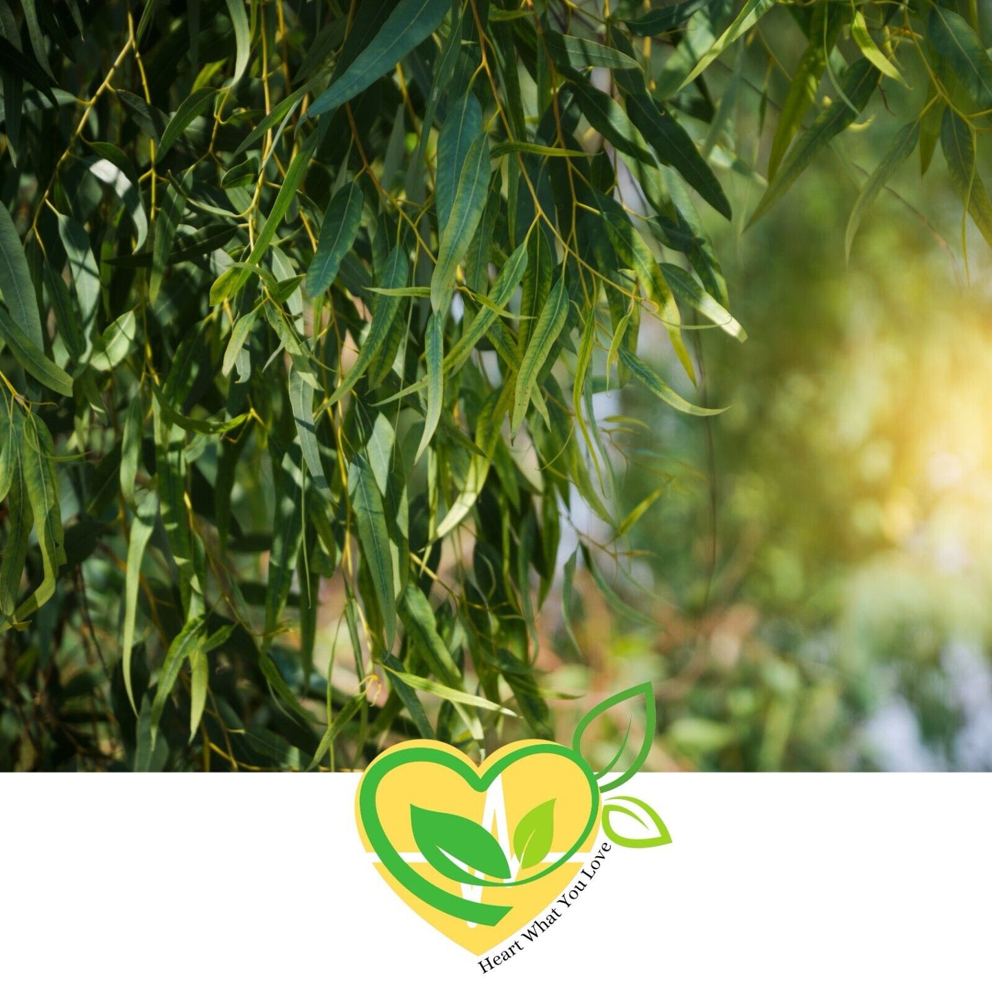 Eucalyptus Leaf Herb Natural Organic Dried Cut Kosher 28.3g | 1 OZ Botanical Aid
