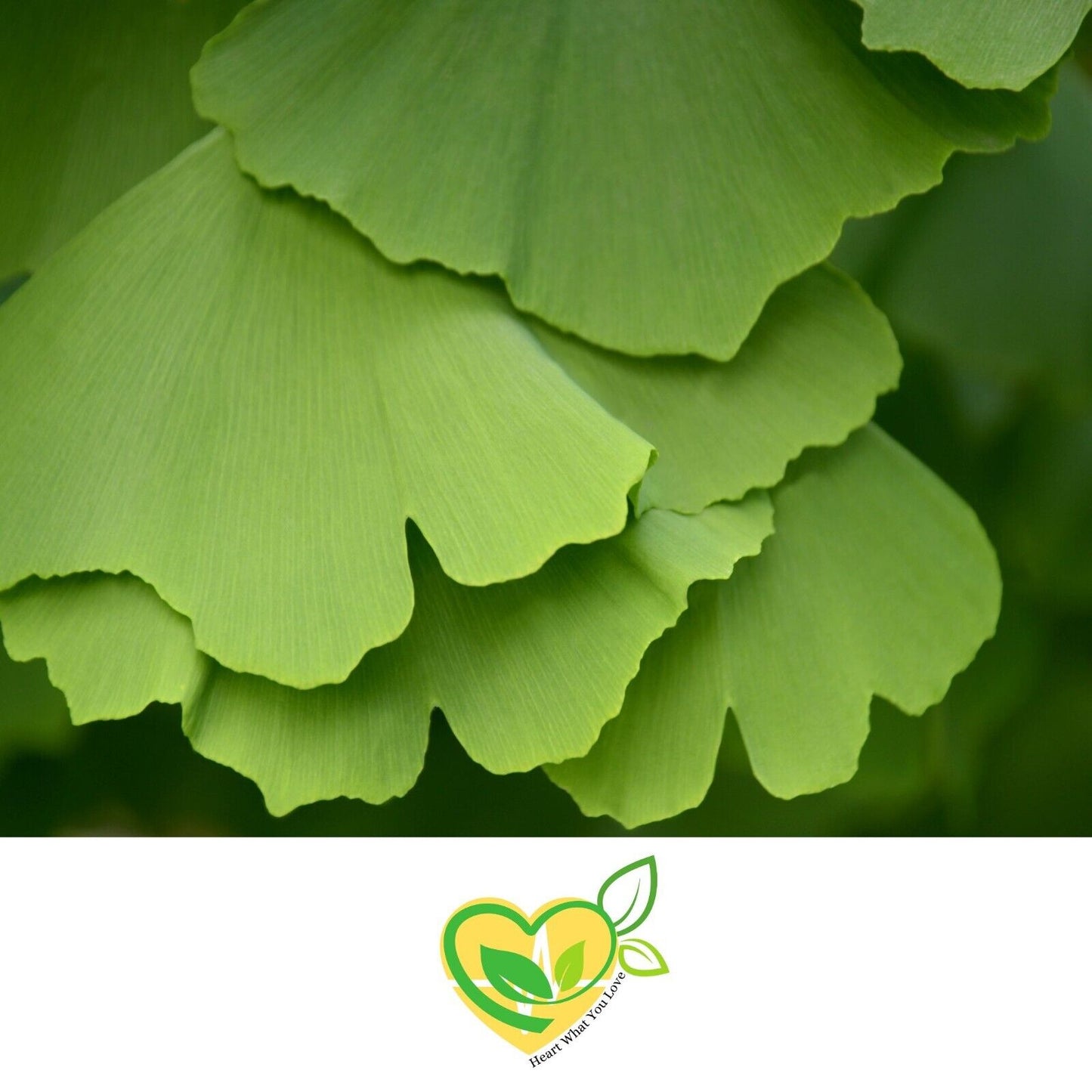 Ginkgo Leaf cut & sifted Ginkgo Biloba Organic Herb Natural 28.3g 1 OZ Memory